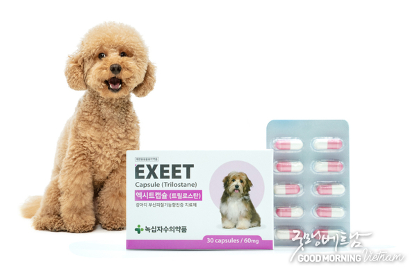 카지노 룰렛 사이트